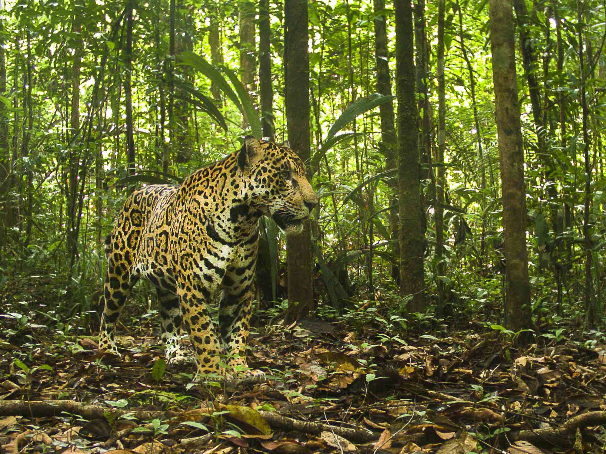 is_biodiversite_csg_jaguar.jpg
